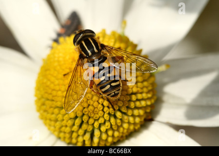 Hoverfly Helophilus pendulus also know as the Sun Fly  Family Syrphidae basking in the sun on Ox-Eye Daisy Stock Photo