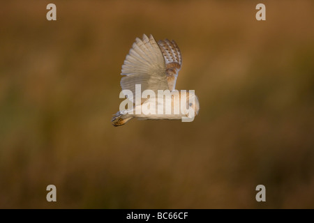 Barn Owl, Tyto alba, Britain's favourite owl, Norfolk UK. Stock Photo