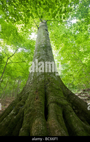 Abstract view from base of tree looking up into the canopy Stock Photo