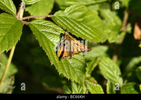 Small Skipper Male Thymelicus sylvestris showing Scent bar on Upper wing Family Hesperiidae Stock Photo