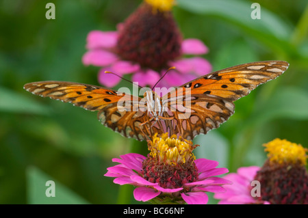 Gulf Fritillary Butterfly On Zinnia Flower Stock Photo