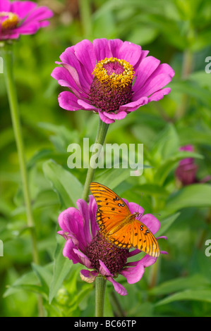 Gulf Fritillary Butterfly On Zinnia Flower Stock Photo