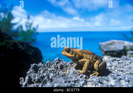 Cane Toad, Bufo marinus, in the wild. It is also known as Marine Toad or Giant Toad Stock Photo