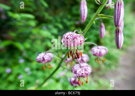Single stem of a purple Lilium martagon against a soft focus leafy background Stock Photo