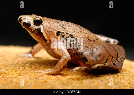 Bornean Narrow-mouthed, Frog Microhyla borneensis, which is also known as the Bornean Chorus Frog Stock Photo