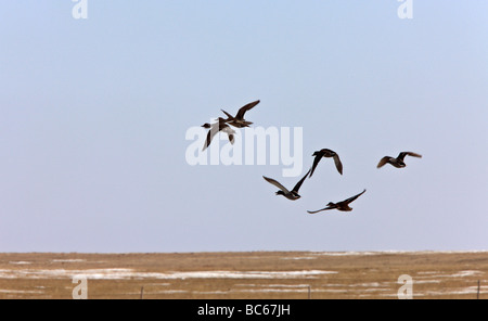 Mallard ducks in flight Canada Stock Photo