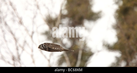 Northern Hawk Owl in Flight Canada Stock Photo