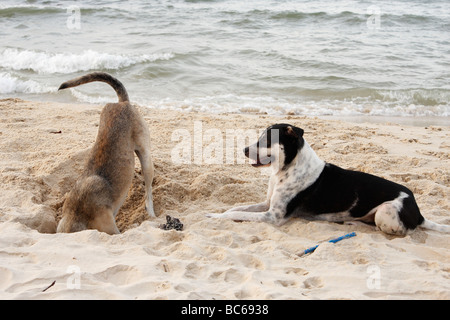 Dog digging hole in sand, Sihanoukville beach, Cambodia Stock Photo