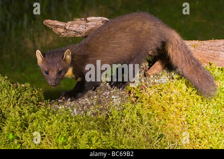 Pine Marten Martes Martes Stock Photo