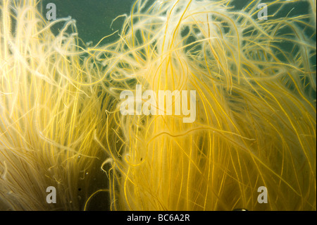 Dead men's ropes seaweed (Chorda filum) Sweden Stock Photo