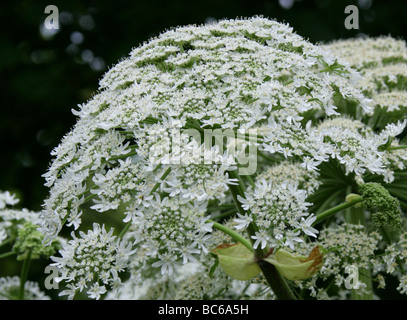 Giant Hogweed or Giant Cow-parsley, Heracleum mantegazzianum, Apiaceae Stock Photo