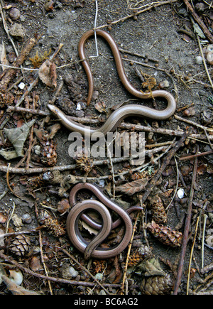 A Pair of Slow Worms aka Slow-worm, Slowworm, Blindworm or Blind Worm, Anguis fragilis, Anguidae, Lizard, Reptile Stock Photo