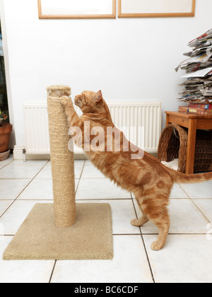 kong scratching post