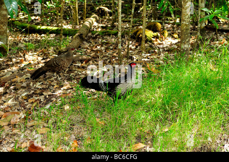 Kalij pheasant pair, Hawaii Volcanoes National Park, Hawaii, USA. Stock Photo