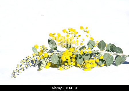 Acacia flowers close-up on white background Stock Photo