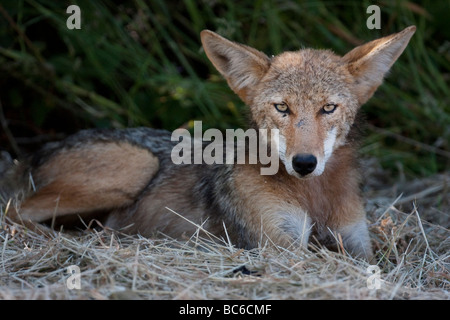 Coyote sitting on the grass, Point Reyes National Seashore, California, USA Stock Photo