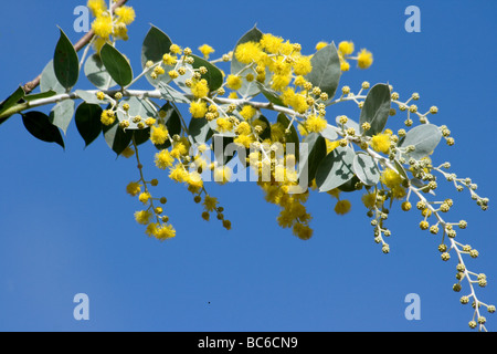 Bunch of flowers on Acacia tree against blue sky Stock Photo