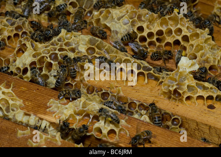 Many bees working on honeycombs full of honey Stock Photo