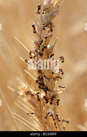 Ants harvesting wheat in an ear Stock Photo