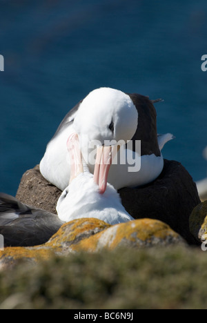 A pair of Black-browed Albatrosses, Thalassarche melanophrys, also known as the Black-browed Mollymawk Stock Photo