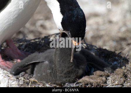 Imperial Cormorant, Phalacrocorax atriceps albiventer - parent feeding a chick by regurtitating food into their beak. Stock Photo
