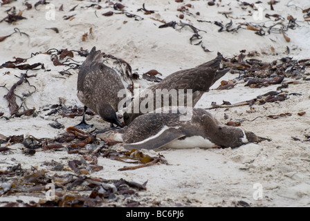 Falkland Skuas, Catharacta antarctica, also known as Brown Skua and Antarctic Skua. Adults are feeding on a dead penguin Stock Photo