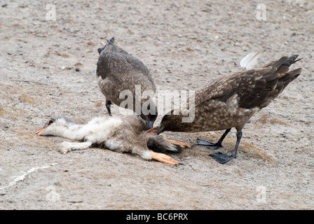 Falkland Skuas, Catharacta antarctica,  also known as Brown Skua and Antarctic Skua.Adults are feeding on a dead penguin chick Stock Photo