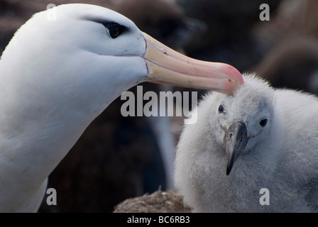 Black-browed Albatross, Thalassarche melanophrys - chick in a nest being preened by its parent. or Black-browed Mollyhawk. Stock Photo