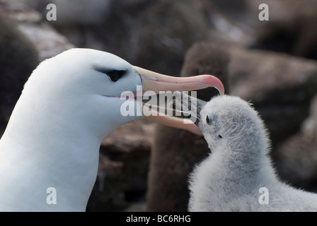 Black-browed Albatross, Thalassarche melanophrys- chick sitting in a nest requesting to be fed by its parent. Stock Photo