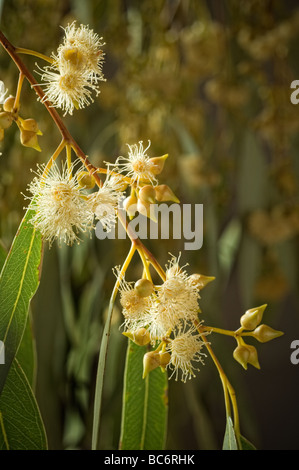 Flower detail Eucalyptus camaldulensis, River Red Gum, Australia. Stock Photo