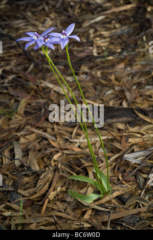 Glossodia major or Wax Lip Orchid, Grampians Australia. Stock Photo