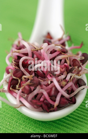 Radish sprouts Stock Photo