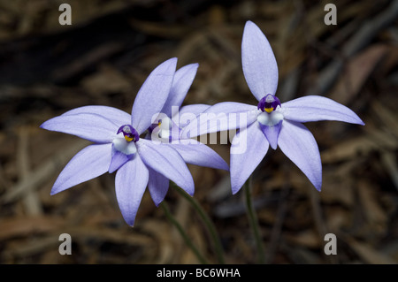 Glossodia major, Wax Lip Orchid, Grampians, Australia. Stock Photo