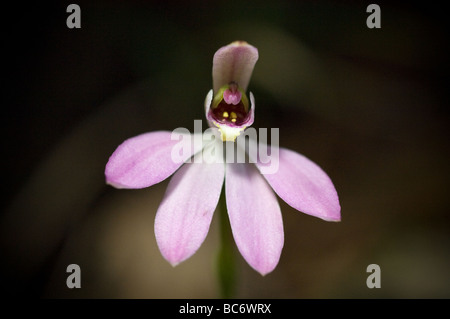 Pink Fingers Orchid Caladenia carnea, Grampians, Victoria, Australia. Stock Photo