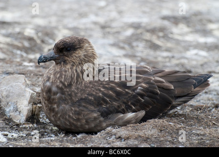 Falkland Skua, Catharacta antarctica, which is also known as Brown Skua, Antarctic Skua Stock Photo