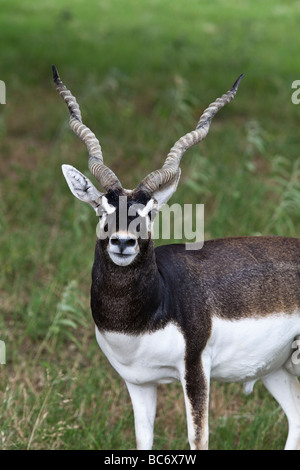 A male Blackbuck Antilope cervicapra native to India and Pakistan is a captive game animal at Fossil Rim Wildlife Center Stock Photo