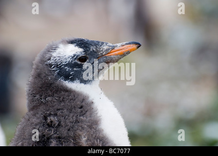 Gentoo Penguin, Pygoscelis papua, chick which is beginning to loose its downy feathers on its face and grow its adult plummage Stock Photo