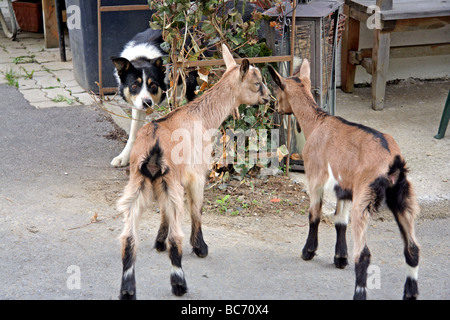 two young goats being watched intensely by a Border Collie sheepdog Stock Photo