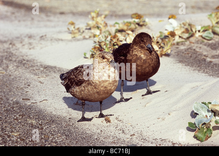 A pair of Falkland Skuas, Catharacta antarctica, on a sandy beack. Also known as  Brown Skua, Antarctic Skua Stock Photo