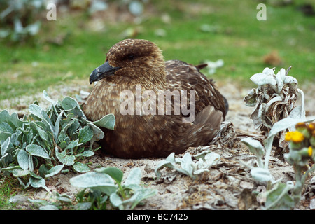 Falkland Skua, Catharacta antarctica, also known as  Brown Skua or Antarctic Skua - sitting on a ground next Stock Photo