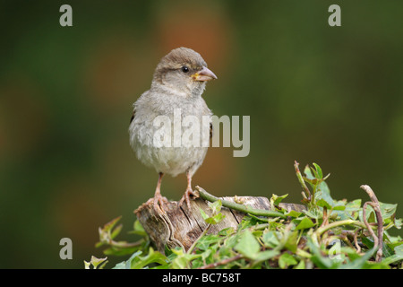 House Sparrow Passer domesticus juvenile perched on an ivy covered log Stock Photo