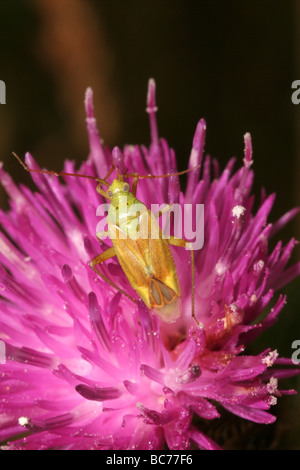 Potato capsid bug Calocoris norvegicus Miridae on knapweed UK Stock Photo