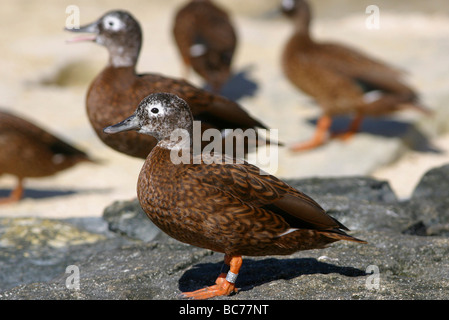 Laysan Duck, Anas laysanensis - with a metal tag around its leg Stock Photo