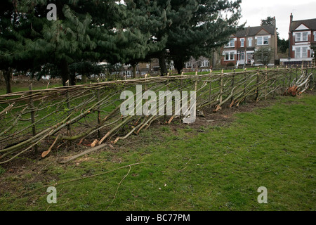 Layered hedge at Lesnes Abbey woods, southeast London, UK Stock Photo