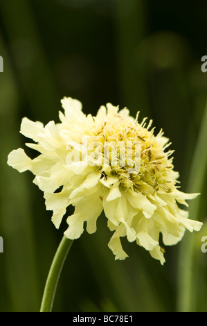 Cephalaria gigantea, Giant scabious, in flower in summer Stock Photo