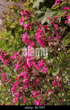 Red campion Silene dioica Caryophyllaceae UK Stock Photo