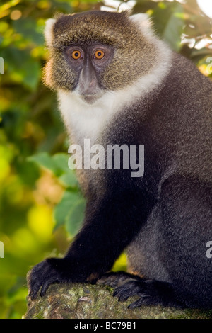 Sykes' Monkey - Mount Kenya National Park, Kenya Stock Photo