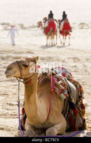 A camel sitting down in an Arabian desert while in the background Arabic people are riding two camels and walking beside them Stock Photo