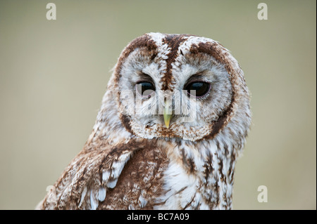 Strix aluco. Tawny owl in the english countryside Stock Photo