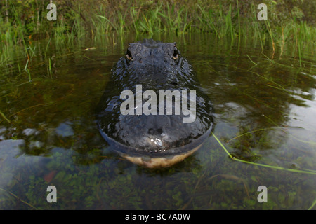 American Alligator, Alligator mississippiensis, which is also known as a Florida Alligator Stock Photo
